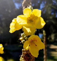 Verbascum Densiflorum Mullein Flower Seeds (Flowerssamen von Verbascum Densiflorum)