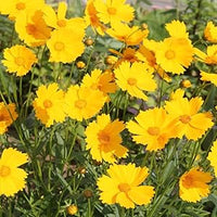 Coreopsis Coreopsis spp Flower Seeds for Planting in Flower Bed