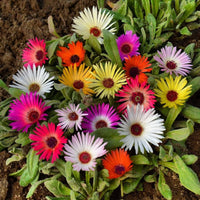 Pink Dorotheanthus Flower seeds for Planting - Colorful Display, Heirloom & GMO Free Seeds for Home Garden