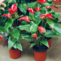 Anthurium flower seeds - Flower seeds for Planting - Easy to Grow, Heirloom & GMO Free Seeds for Home Garden