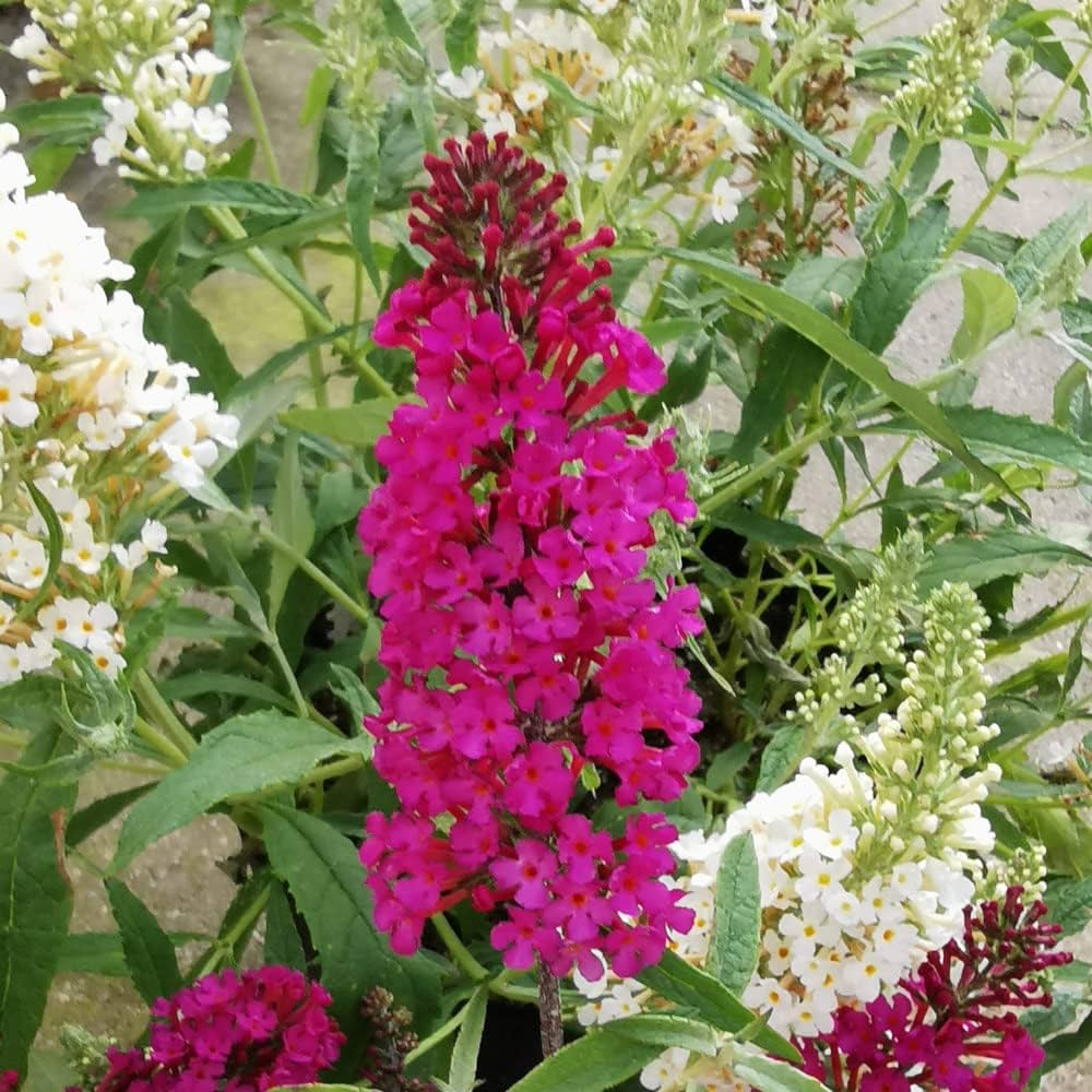 Mix Buddleia Butterfly Bush Flower seeds for Planting - Easy to Grow, Heirloom & GMO Free Seeds for Home Garden