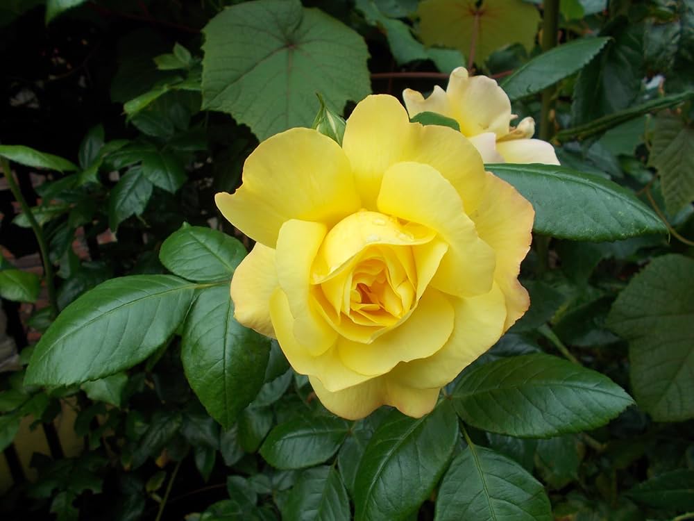 Goldish Yellow Rose Flower seeds for Planting - Drought Tolerant, Heirloom & GMO Free Seeds for Home Garden