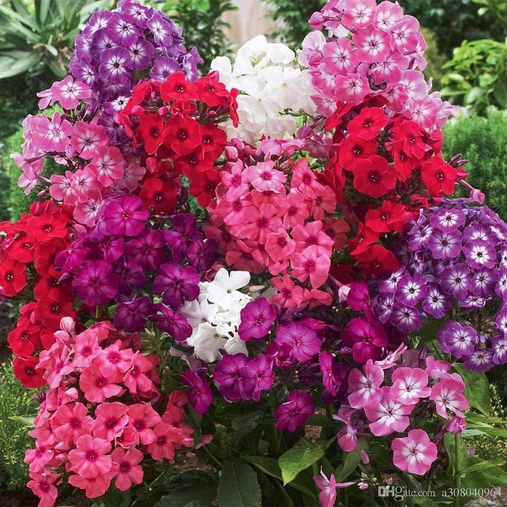 Phlox-Samen Ethnie Mix Flowers Samen