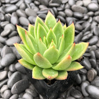 Semillas De Flores Flower seeds for Planting Low Maintenance Heirloom & GMO Free Seeds for Home Garden
 
 Sale seeds for home garden planting