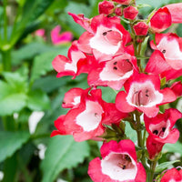 Hartwegi Flower seeds for Planting Colorful Display Heirloom & GMO Free Seeds for Home Garden 
 
 Sale seeds for home garden planting