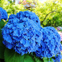 Hydrangea Seeds, Bonsai Hydrangea for Home Garden