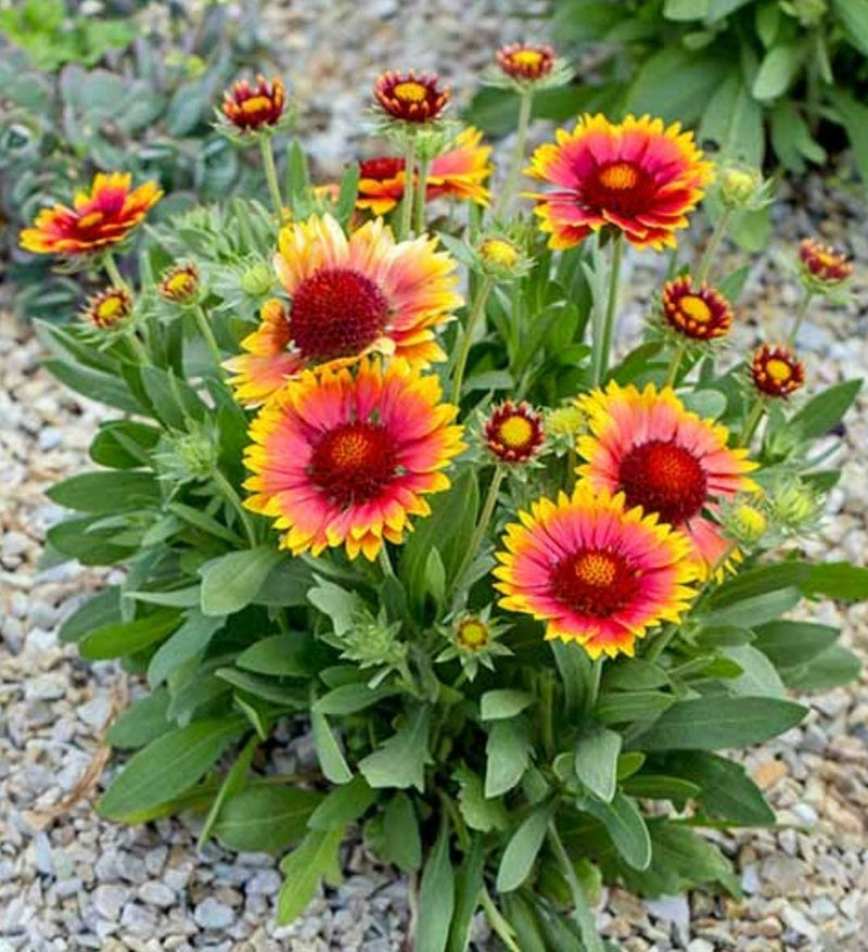 Blanket Flower Gaillardia Seeds for Easy Planting