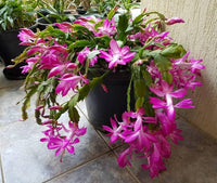 Purple Zygocactus Truncatus Flower seeds for Planting - Sun Loving, Heirloom & GMO Free Seeds for Home Garden