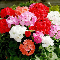 MultiColor Geranium Flower Seeds for Planting Garden Favorite Heirloom & GMO Free Seeds for Home Garden
 
 Sale