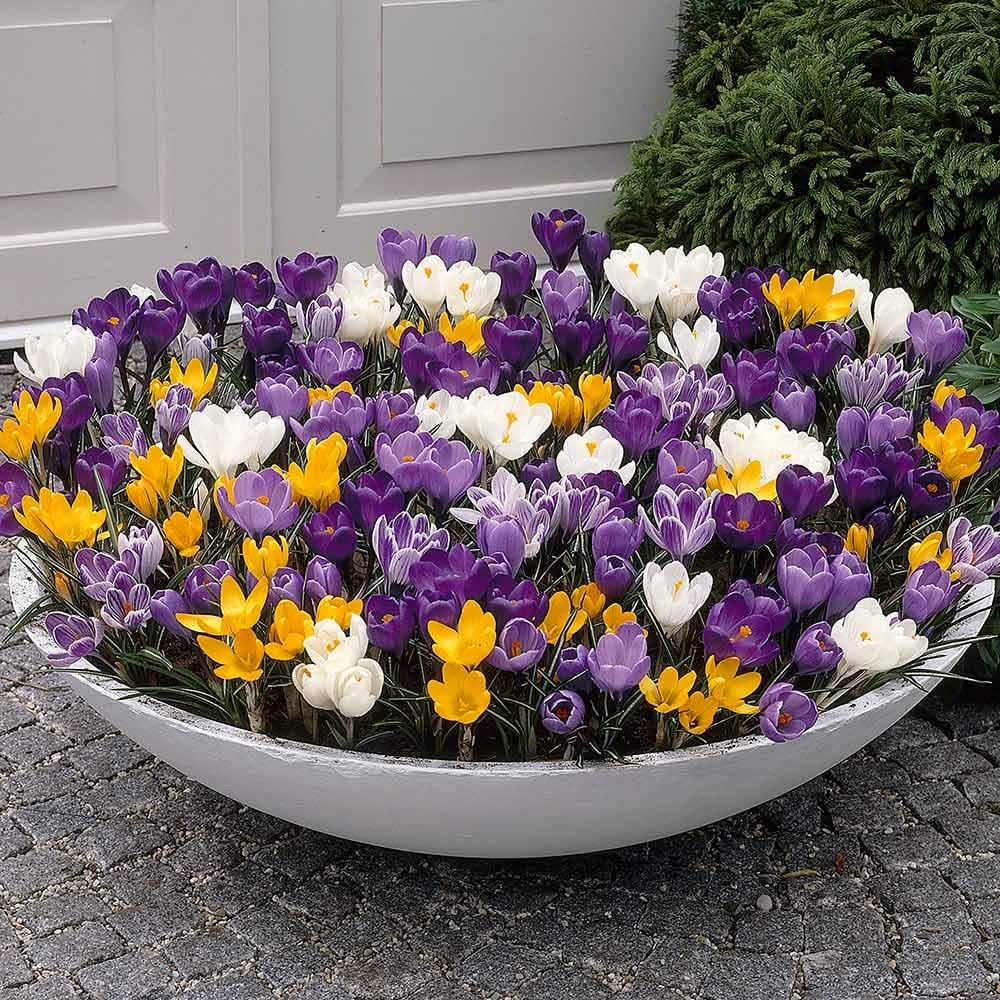 Mixed Colors Crocus Flower seeds for Planting - Shade Tolerant, Heirloom & GMO Free Seeds for Home Garden