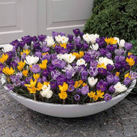Mixed Colors Crocus Flower seeds for Planting - Shade Tolerant, Heirloom & GMO Free Seeds for Home Garden