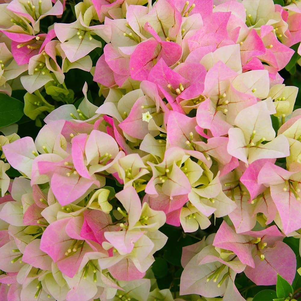 Pink White Bougainvillea Flower Seeds for Planting  Brighten Your Garden