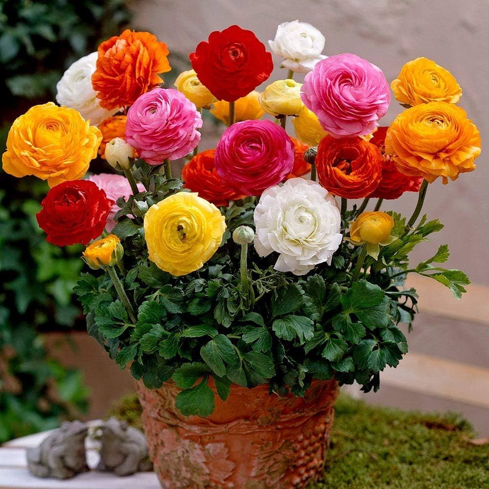Red-Yellow Ranunculus Flower seeds for Planting - Sun Loving, Heirloom & GMO Free Seeds for Home Garden