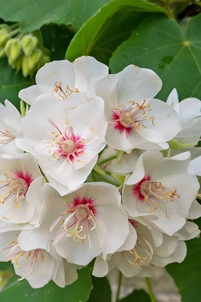 Dombeya Burgessiae Flower seeds for Planting - Low Maintenance, Heirloom & GMO Free Seeds for Home Garden