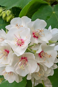 Dombeya Burgessiae Flower seeds for Planting - Low Maintenance, Heirloom & GMO Free Seeds for Home Garden