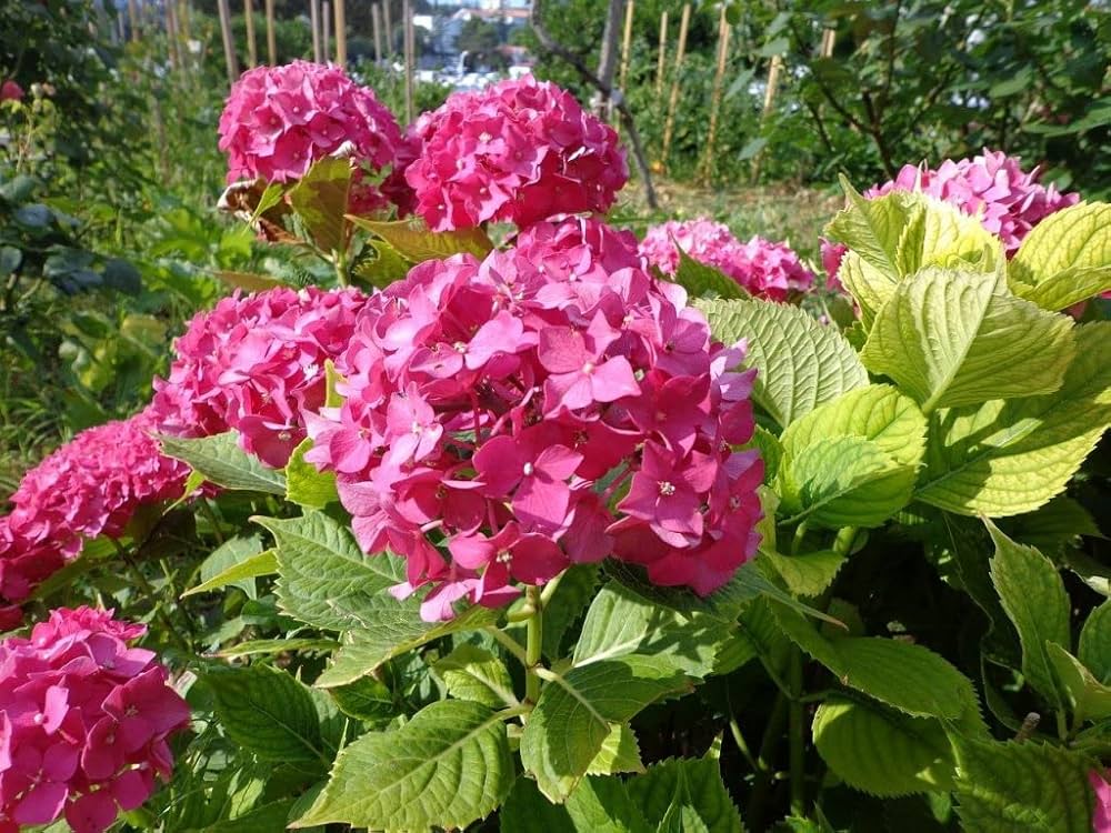 Thick Pink Hydrangea Flower seeds for Planting - Premium Quality, Heirloom & GMO Free Seeds for Home Garden