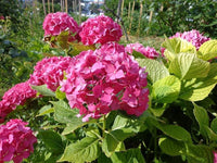 Thick Pink Hydrangea Flower seeds for Planting - Premium Quality, Heirloom & GMO Free Seeds for Home Garden