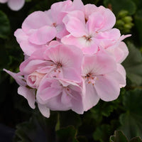 Baby Pink Geranium Flower Seeds for Planting Fragrant Blossoms Heirloom & GMO Free Seeds for Home Garden
 
 Sale