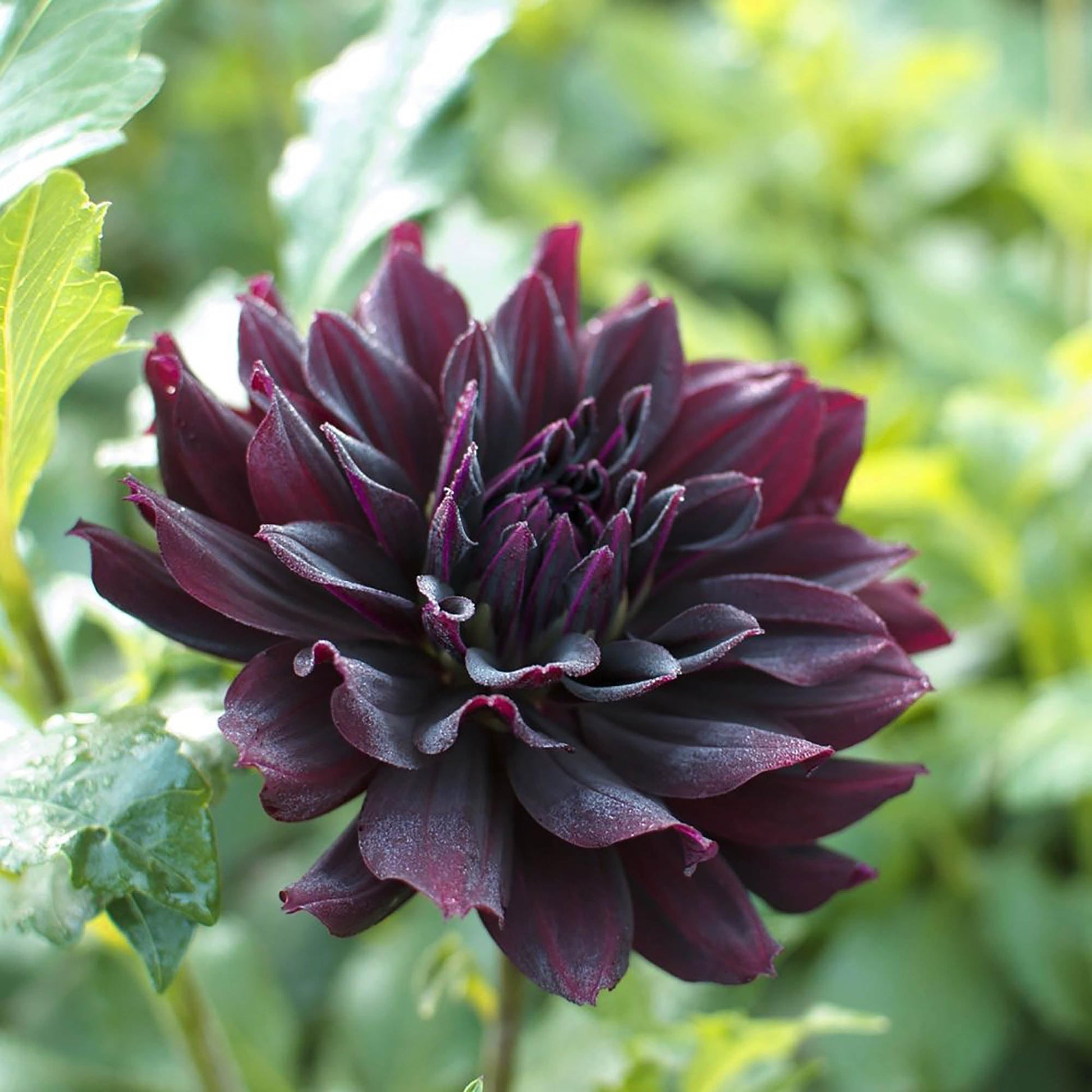 Black Pompon Dahlia Flower seeds for Planting - Shade Tolerant, Heirloom & GMO Free Seeds for Home Garden
