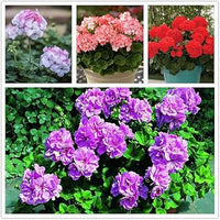 Geranium Apple Blossom Flower seeds for Planting - Vibrant Colors, Heirloom & GMO Free Seeds for Home Garden
 
 Sale seeds for home garden