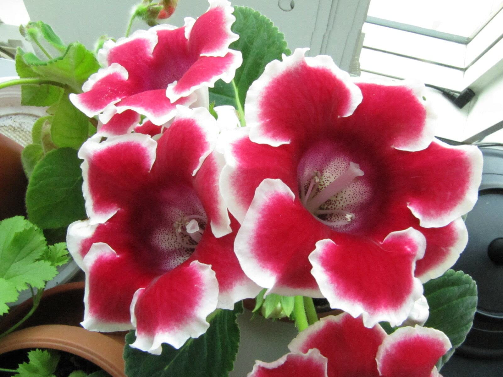 Gloxinia Sinningia speciosa Flower Seeds for Planting in Indoor Garden and Container