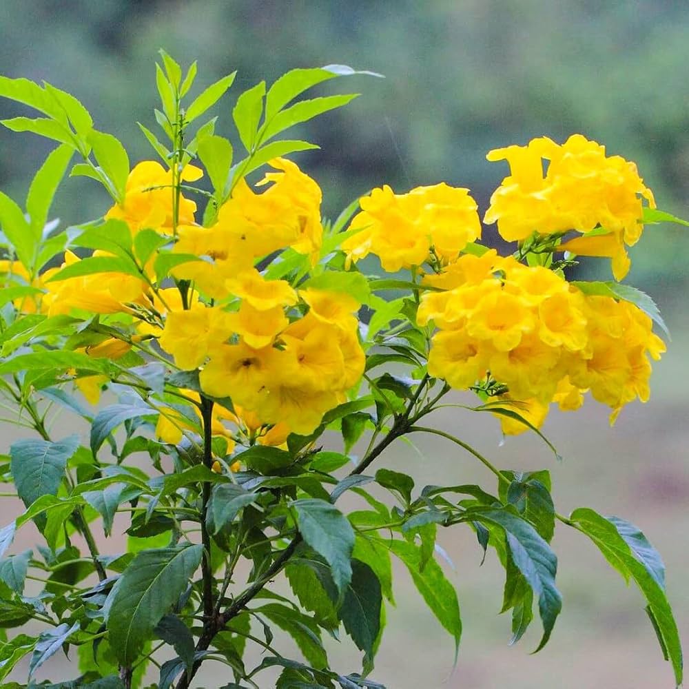 Yellow Jacaranda Flower seeds for Planting Cut Flower Favorite Heirloom & GMO Free Seeds for Home Garden