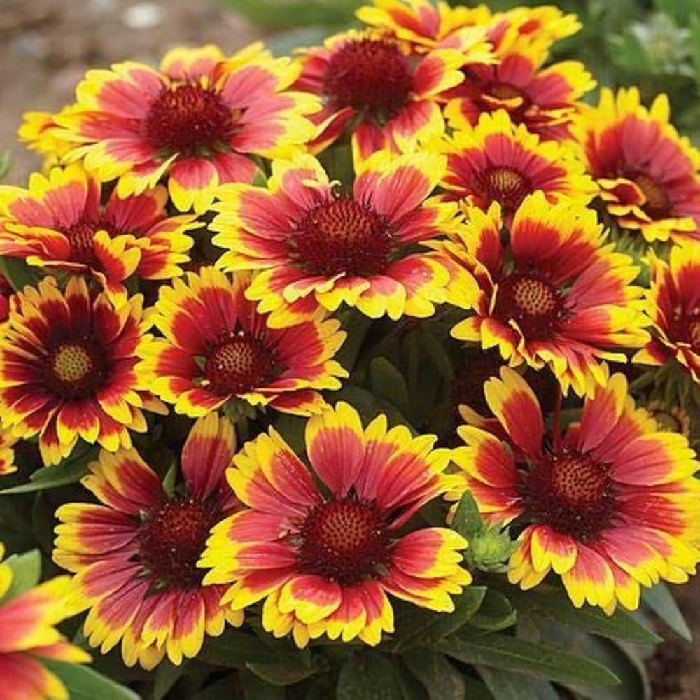 Yellow Red Aristata Flower Seeds for Garden Planting  Vibrant Blooms