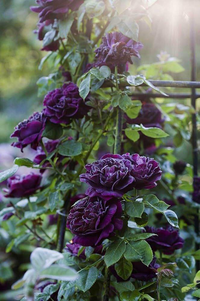 Deep Purple Rose Flower Seeds for Planting Fragrant Blossoms Heirloom & GMO Free Seeds for Home Garden
 
 Sale