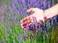 Thick Blue Lavender Flower seeds for Planting Vibrant Colors Heirloom & GMO Free Seeds for Home Garden 
 
 Sale