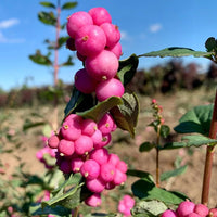 Coralberry Flower seeds for Planting Sun Loving Heirloom & GMO Free Seeds for Home Garden