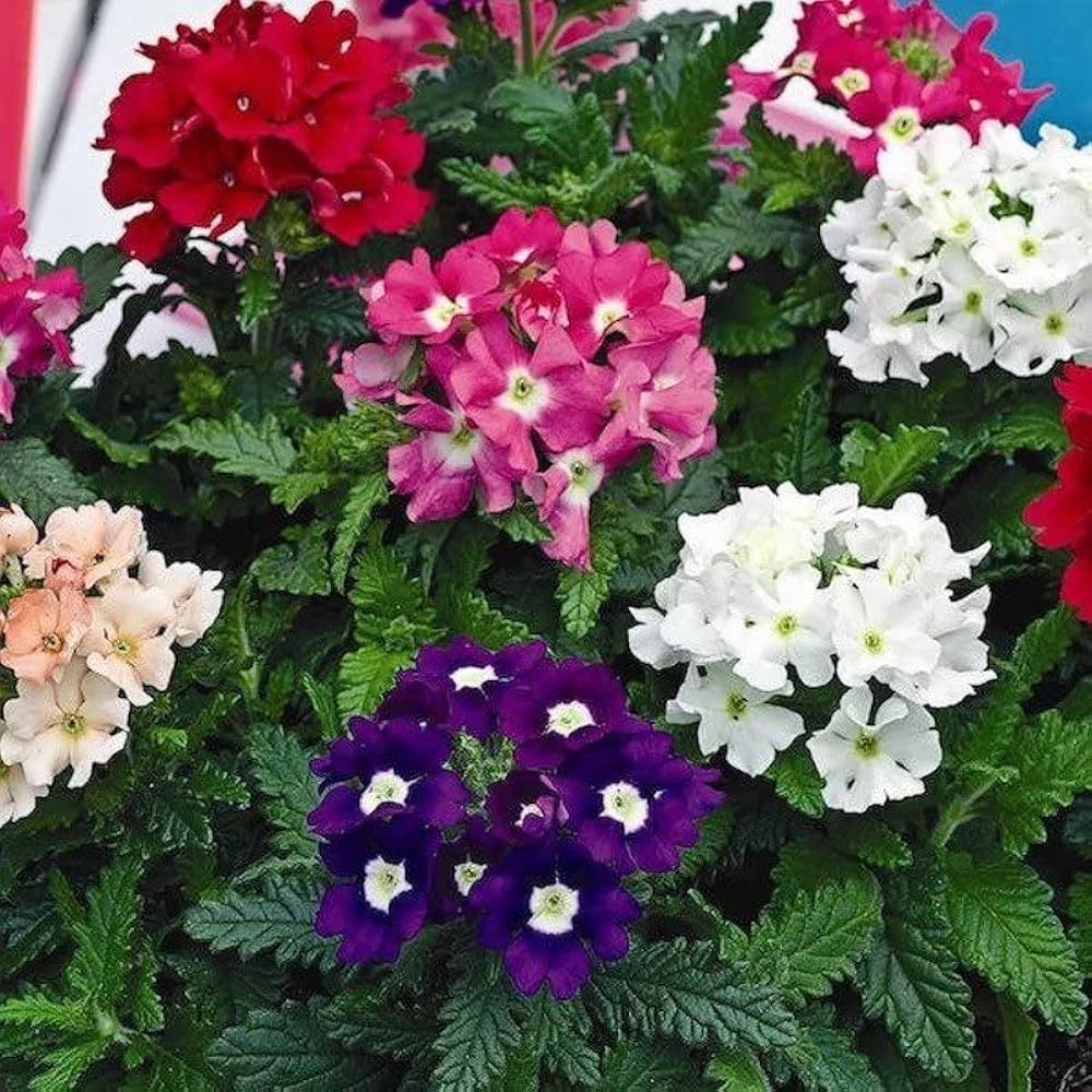 Heirloom Trailing Verbena Flower seeds for Planting Seasonal Bloomer Heirloom & GMO Free Seeds for Home Garden