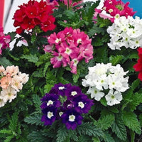 Heirloom Trailing Verbena Flower seeds for Planting Seasonal Bloomer Heirloom & GMO Free Seeds for Home Garden
