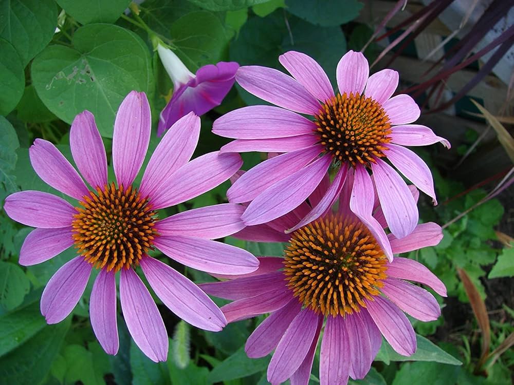 Coneflower Echinacea Seeds for Planting flower bed home garden
