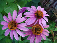 Coneflower Echinacea Seeds for Planting flower bed home garden