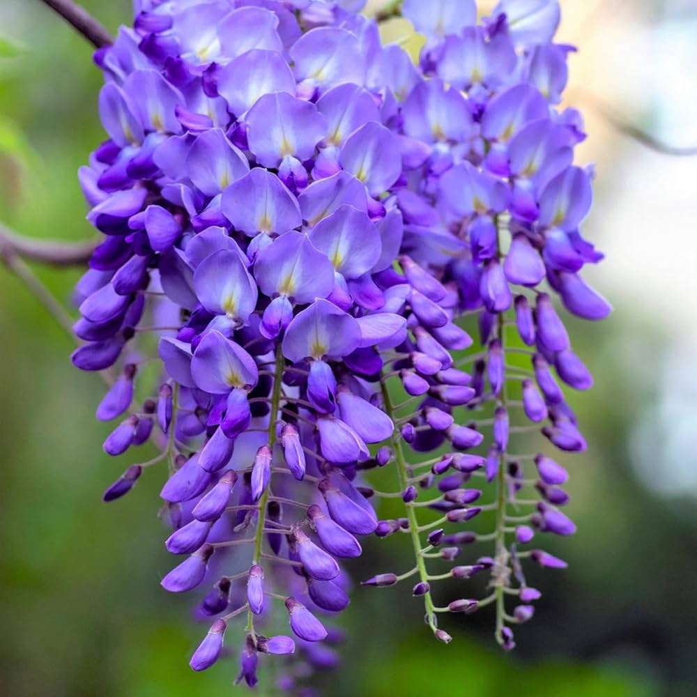 Mixed Wisteria Flower Seeds for Planting | Beautiful Cascading Blooms for Your Garden