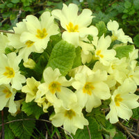 Light Yellow Primula Malacoides Flower seeds for Planting Perfect for Borders Heirloom & GMO Free Seeds for Home Garden
 
 Sale seeds for home garden planting