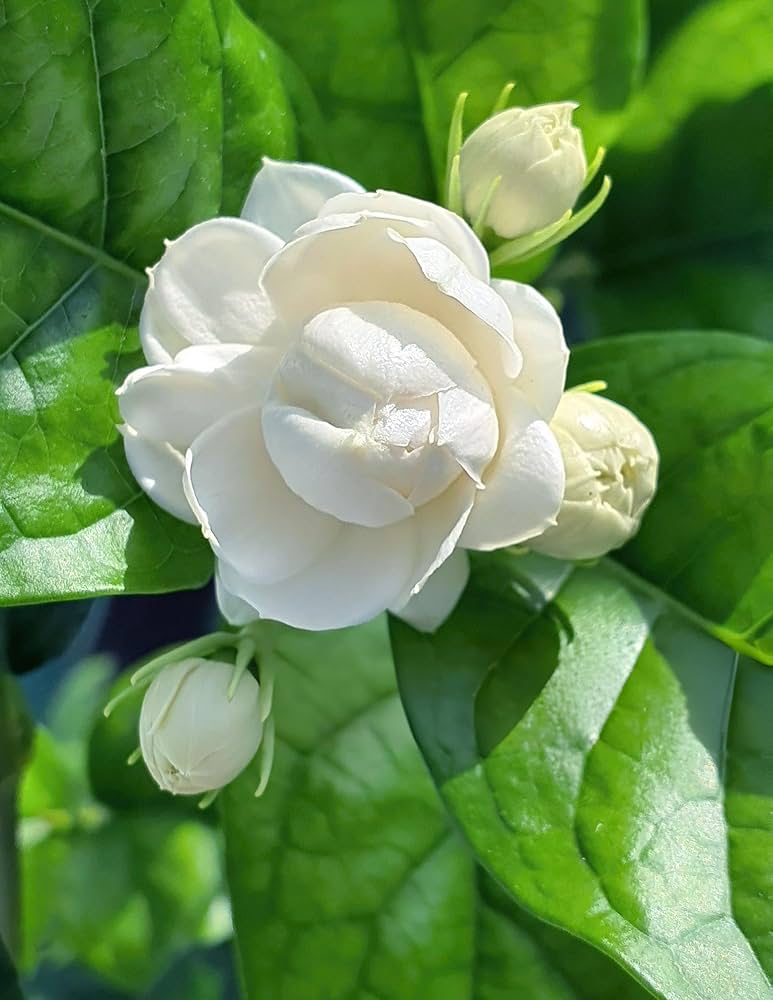 White  Big Jasmine Flower seeds for Planting - Long Bloom Season, Heirloom & GMO Free Seeds for Home Garden