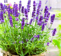 Lavender Abelia Flower seeds for Planting - Low Maintenance, Heirloom & GMO Free Seeds for Home Garden