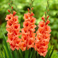 Dark Orange Gladiolus Flower Seeds for Planting – Pollinator Friendly Heirloom & NonGMO Seeds for Home Garden
 
 Sale