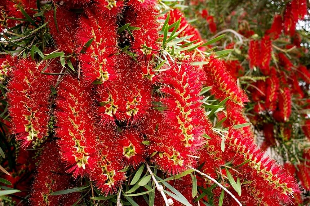 Pink Melaleuca Flower seeds for Planting - Fragrant Blossoms, Heirloom & GMO Free Seeds for Home Garden
 
 Sale for planting in home garden.