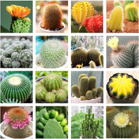 Cactus Flower seeds for Planting - Compact Growth, Heirloom & GMO Free Seeds for Home Garden
 
 Sale seeds for home garden