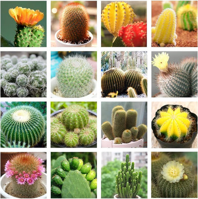 100 Pcs