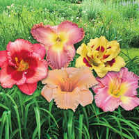 Daylily Reblooming Flower seeds for Planting Fragrant Blossoms Heirloom & GMO Free Seeds for Home Garden