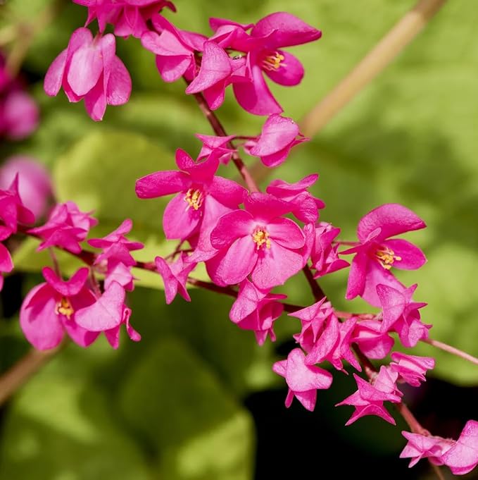Antigonon Leptopus Flowering Plant Seeds for Planting in Garden