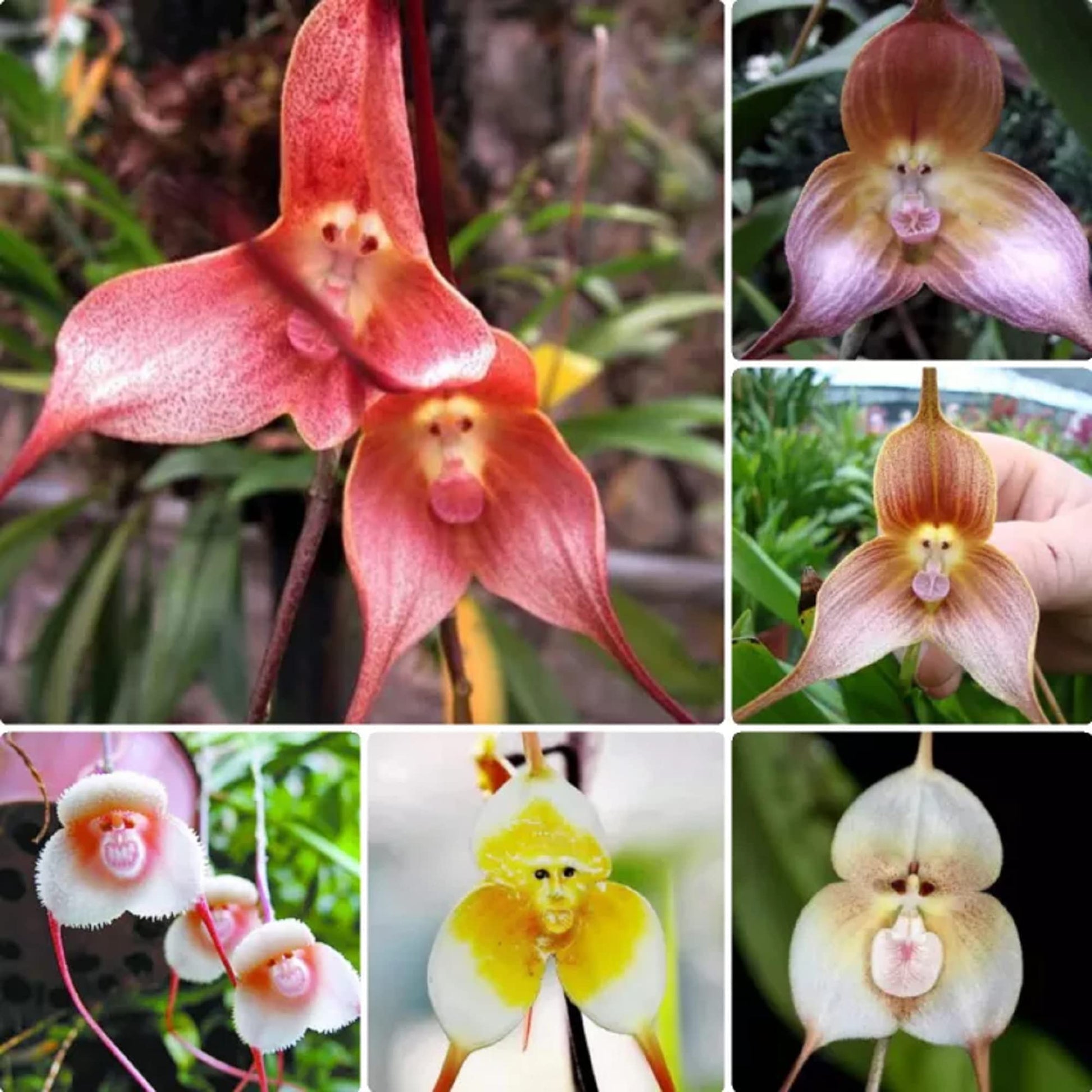Monkey Face Orchid Dracula simia Flower Seeds for Planting in Indoor Garden