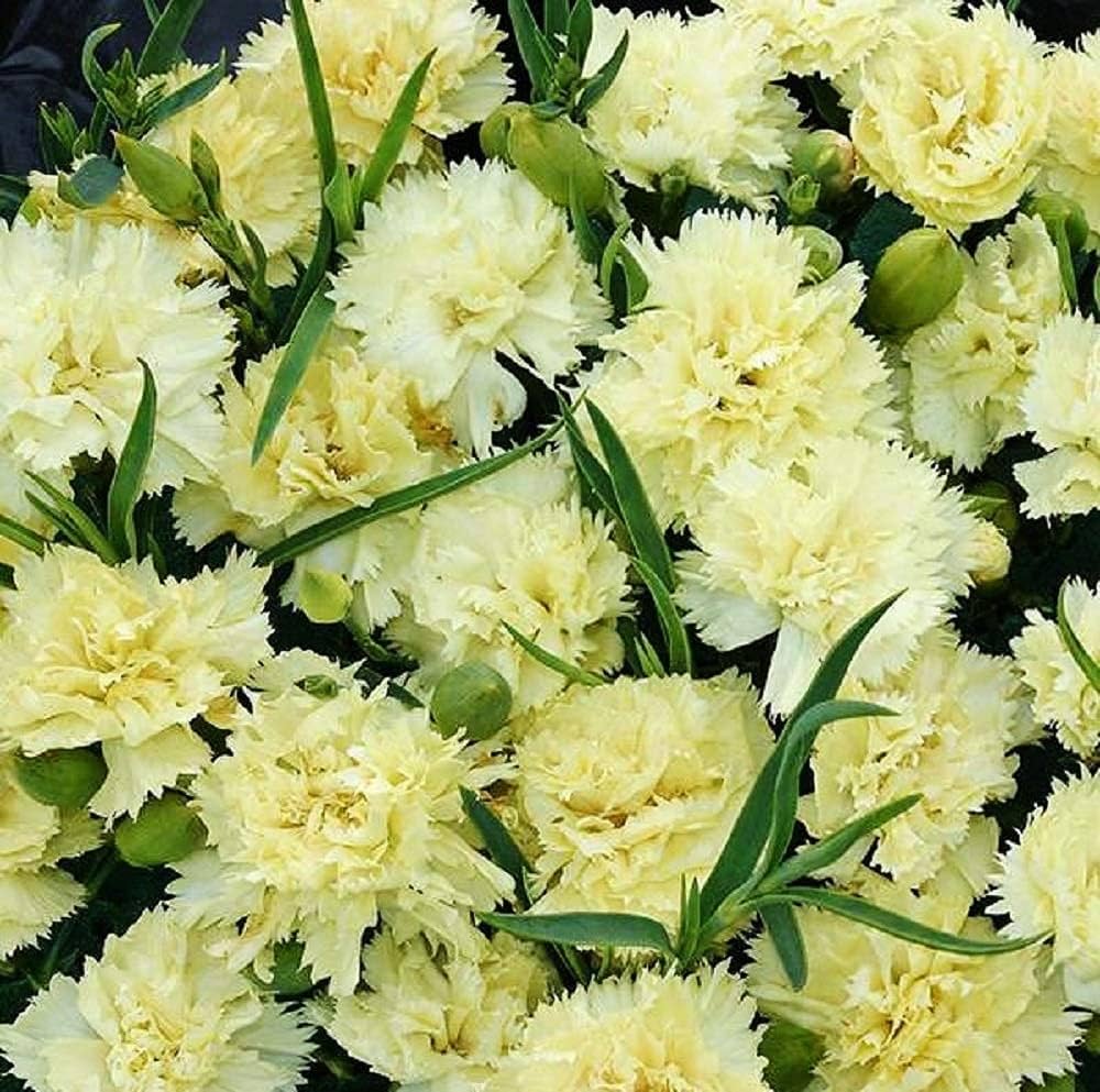 White Green Dianthus Caryophyllus Flower Seeds for Planting Wildflower Mix Heirloom & GMO Free Seeds for Home Garden
 
 Sale