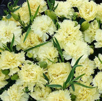 Carnation Flower seeds for Planting - Cottage Garden Essential, Heirloom & GMO Free Seeds for Home Garden
 
 Sale for planting in home garden.