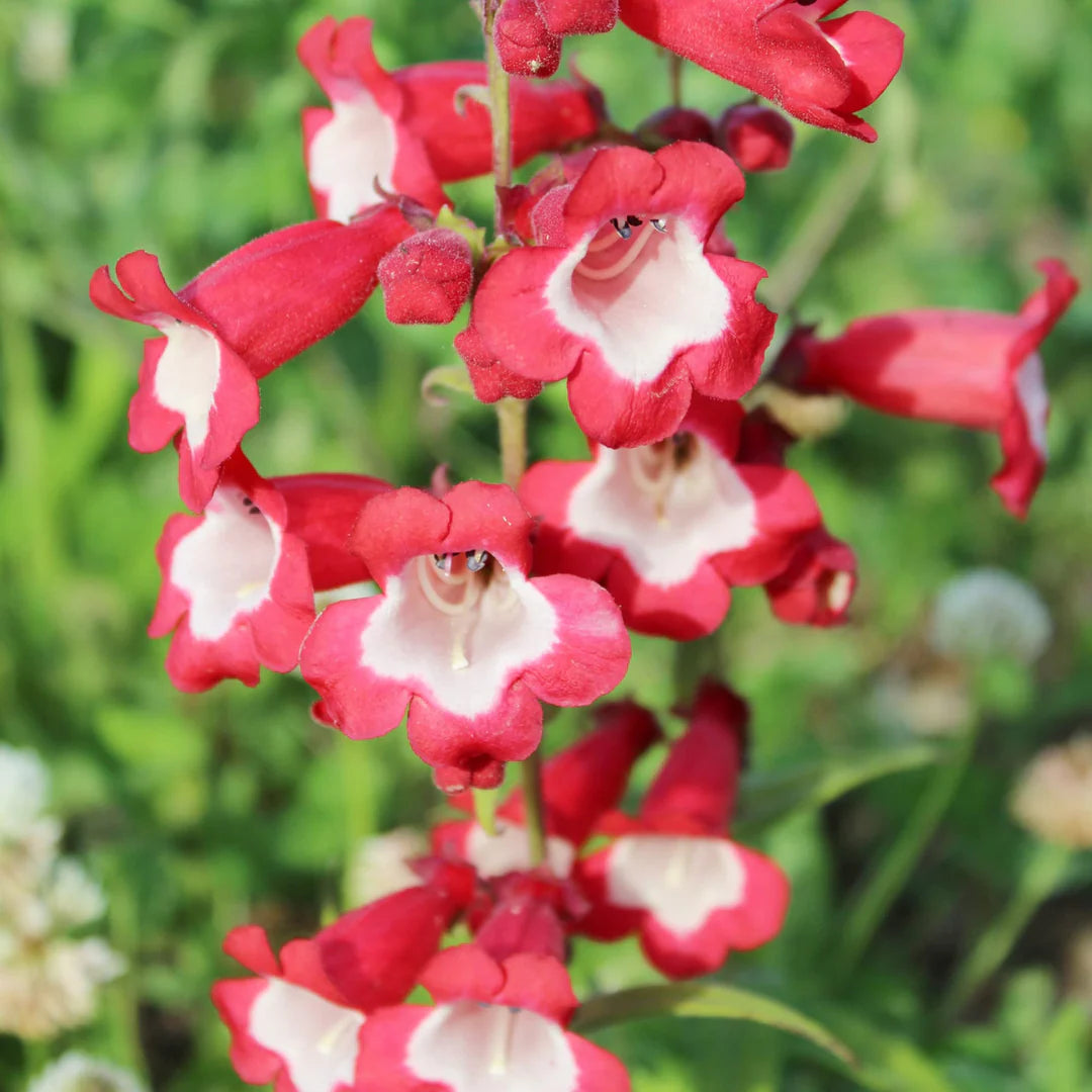 Red Penstemon Flower seeds for Planting - Long Bloom Season, Heirloom & GMO Free Seeds for Home Garden
