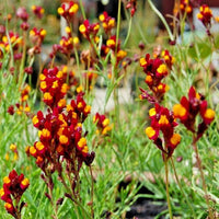 Linaria Flamenco Bi-Color Seeds – Reticulata Perennial Wildflower Blooms