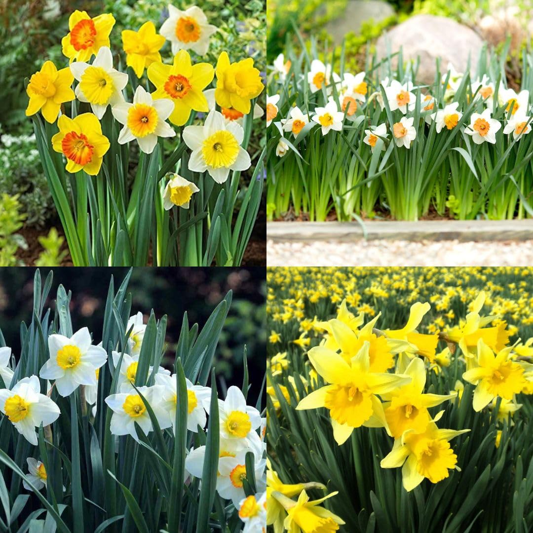 MultiColor Narcissus Flower Seeds for Planting Wildflower Mix Heirloom & GMO Free Seeds for Home Garden
 
 Sale